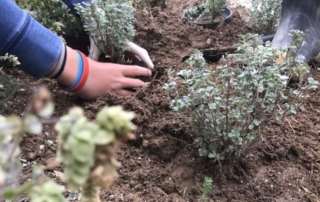 Φυτεύοντας αρωματικά φυτά στο Σχολείο