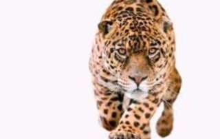 As fast as a cheetah and as strong as a horse! - Γ΄τάξη