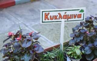 Άνθη, φυτά και μπόλικη χαρά στον ανθόκηπο τού Σχολείου μας!