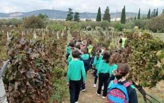 «Από το χρυσό σταφύλι… στο γευστικό κρασί»