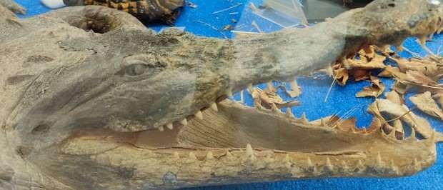 crocodilus 3