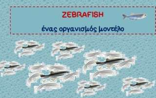 "Zebrafish". Ένας οργανισμός μοντέλο
