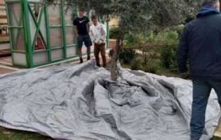Από την ελιά στο ελαιόλαδο