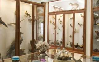 museioFI 6