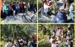 Από την ελιά στο ελαιόλαδο...