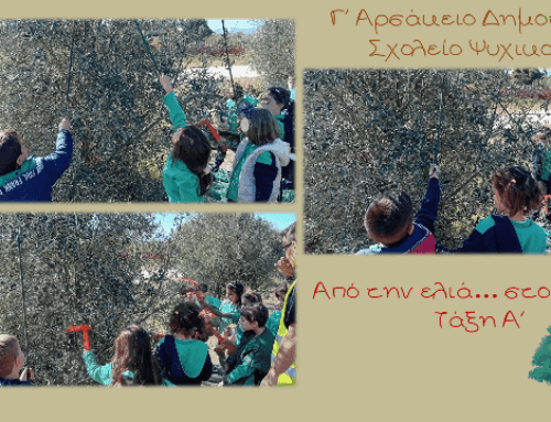 «Από την ελιά… στο λαδάκι»